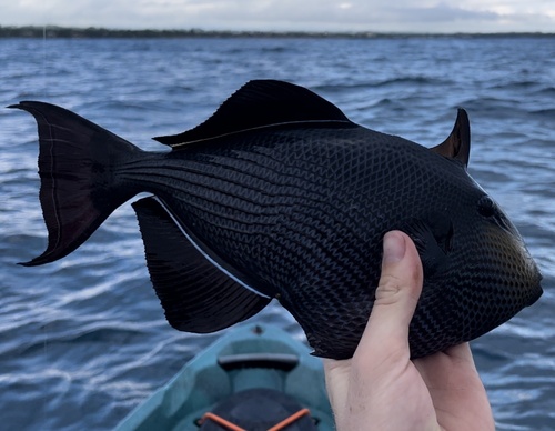 Black durgeon (Melichthys niger) — Balistidae — 2
