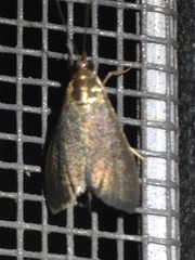 Pyrausta demantrialis