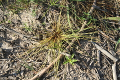 Isolepis carinata
