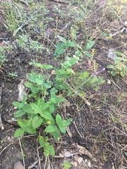 Penstemon personatus