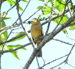 Sporophila caerulescens