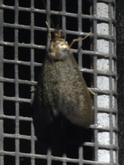 Pyrausta demantrialis