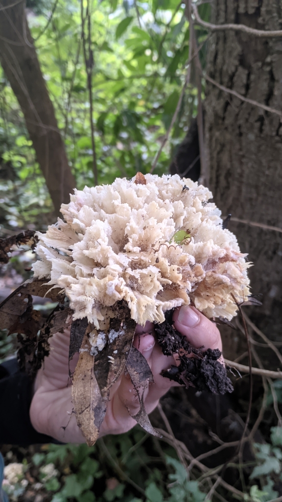 Irpex rosettiformis · May 2025 · photo: © maricel_centi (iNaturalist, cc-by-sa)
