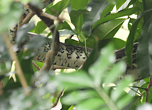 Coastal Carpet Python sighting