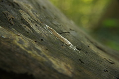 Coniophoraceae