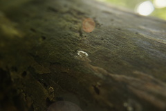 Coniophoraceae