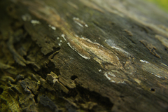 Coniophoraceae