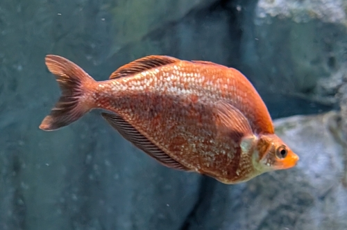 Red rainbowfish (Glossolepis incisus) — Melanotaeniidae — 5