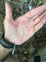 Poa sierrae