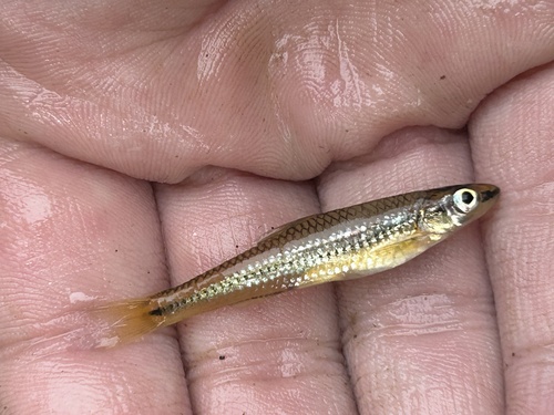 Burrhead shiner (Notropis asperifrons) — Cyprinidae — 2
