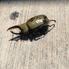 Dynastes hyllus