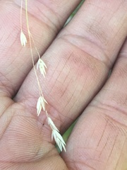 Poa sierrae