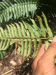 Polystichum imbricans curtum