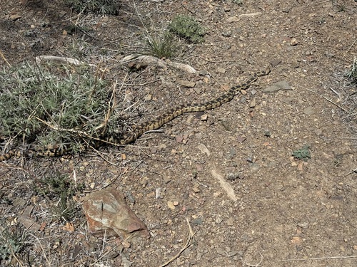 iNaturalist observation photo of Gopher Snake