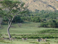Burkea africana