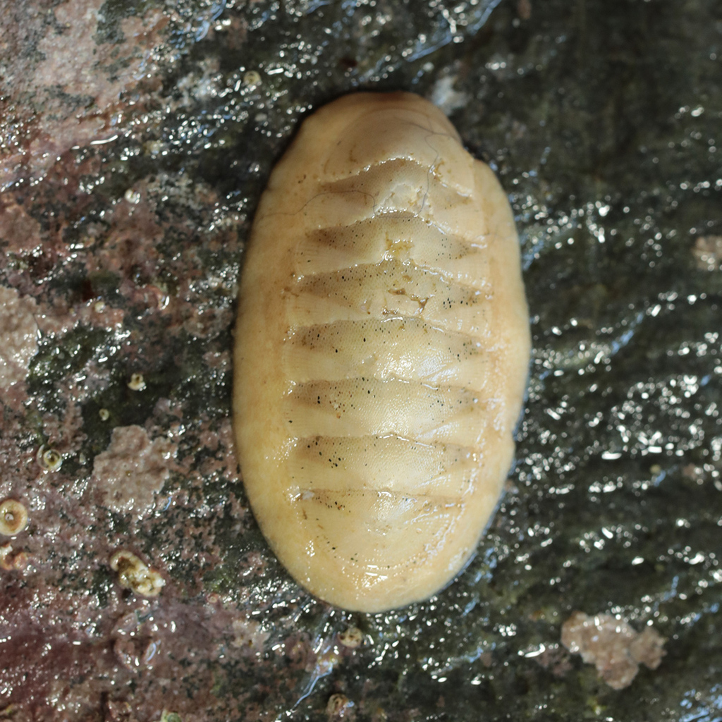 Textile Chiton