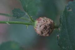 Lasioptera rubi
