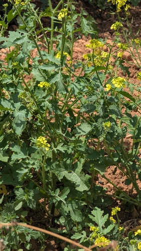 Image of White Mustard (Sinapis alba) by no rights reserved