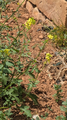 Image of Sinapis alba by no rights reserved