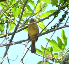Sporophila caerulescens