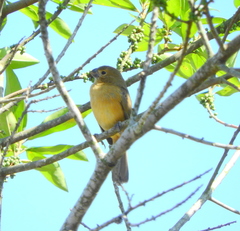 Sporophila caerulescens