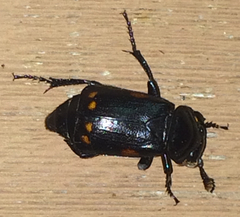 Nicrophorus pustulatus