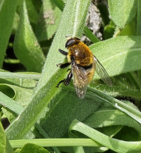 Unknown species found near Boise, ID 83706, USA