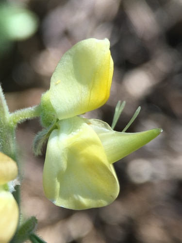 Image of Lupinus dalesiae by (c) Matt Berger, some rights reserved (CC BY)