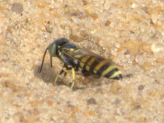 Microbembex monodonta