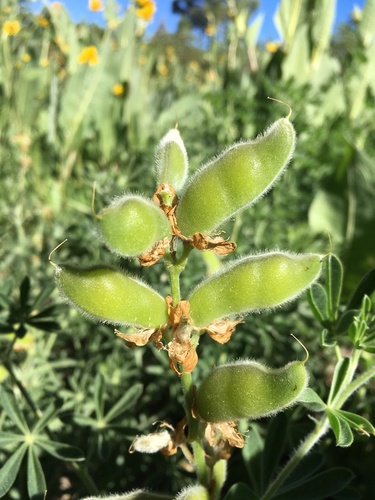 Image of Lupinus dalesiae by (c) Matt Berger, some rights reserved (CC BY)