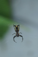 Micrathena funebris