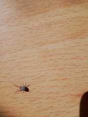 Steatoda castanea