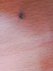 Steatoda castanea