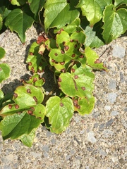 Phyllosticta ampelicida