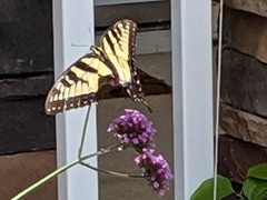 Papilio glaucus