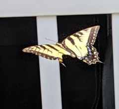 Papilio glaucus