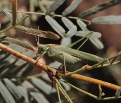 Insara elegans consuetipes