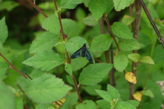 Cyananthrax cyanopterus