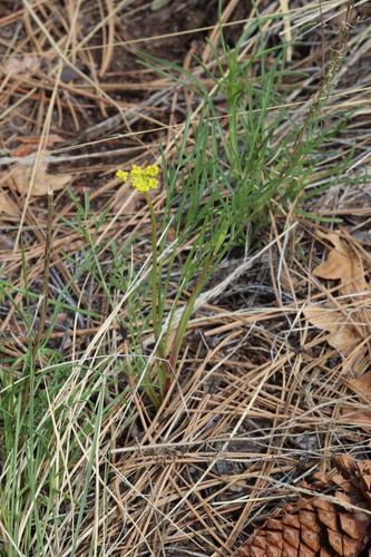Image of Cymopterus lemmonii by no rights reserved