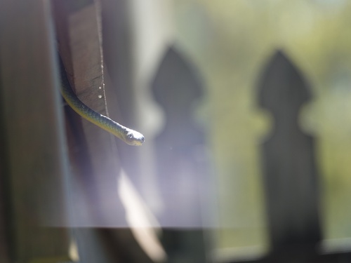 Common Tree Snake sighting