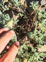 Chaenactis nevadensis