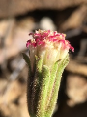 Chaenactis nevadensis