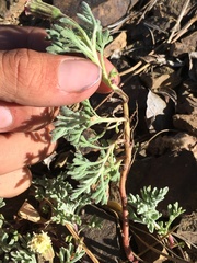 Chaenactis nevadensis