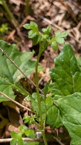 Image of Nemophila parviflora by (c) John A Haskins, some rights reserved (CC BY)