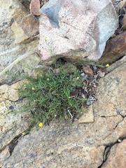 Erigeron reductus reductus