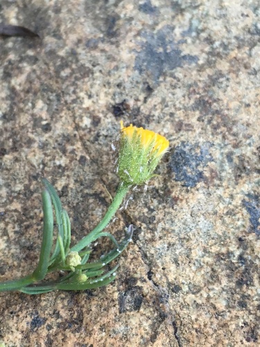Image of Erigeron reductus by (c) Matt Berger, some rights reserved (CC BY)