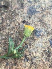 Erigeron reductus reductus