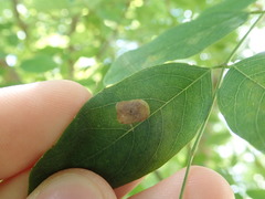 Chrysaster ostensackenella
