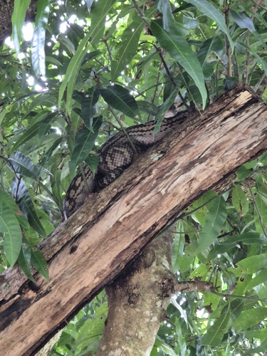 Australian Scrub Python sighting