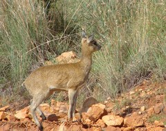 Oreotragus oreotragus transvaalensis